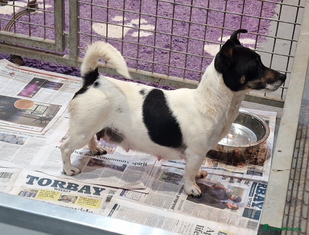 Jack Russell dogs for sale: KC Reg Jack Russell Pups,Parents DNA health tested - Image 30