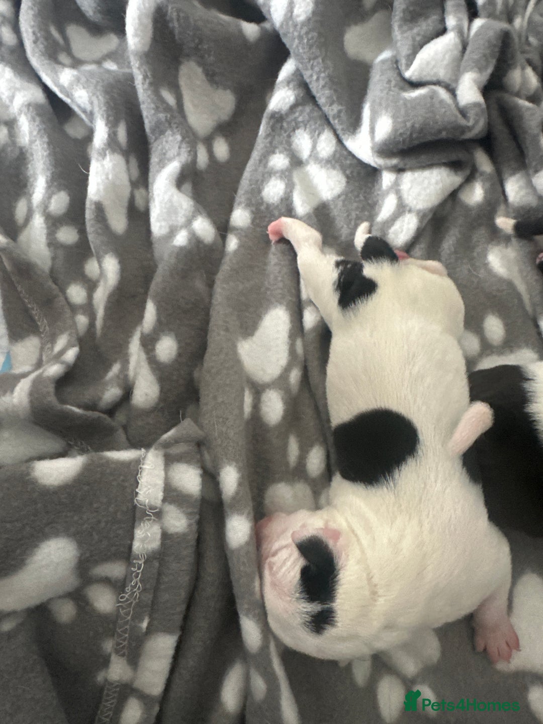 Mixed Breed dogs for sale: StaffyXAmerican bulldog puppies  - Image 7