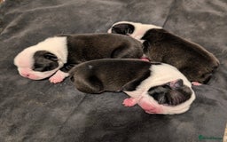 Boston Terrier dogs for sale: KC registered BOSTON TERRIER PUPPIES  - Image 3