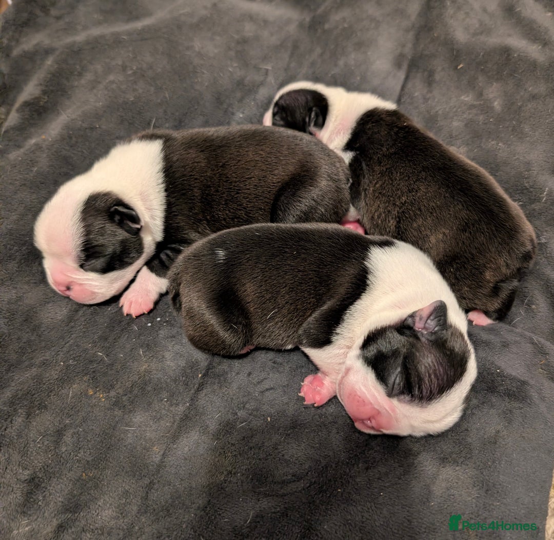 Boston Terrier dogs for sale: KC registered BOSTON TERRIER PUPPIES  - Image 3
