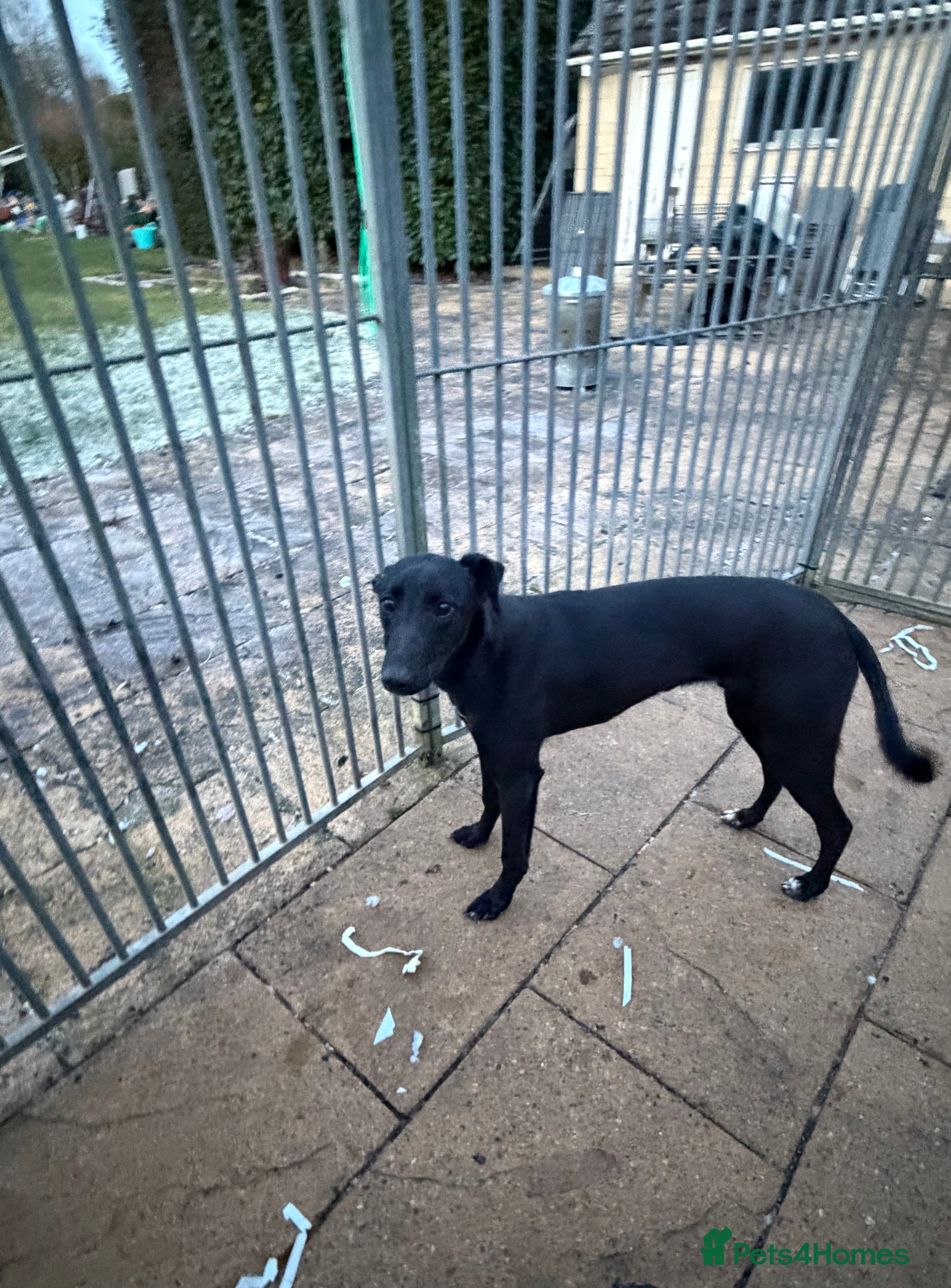 Mixed Breed dogs Whippet/ greyhound/ Bedlington/ greyhound  - Advert 6