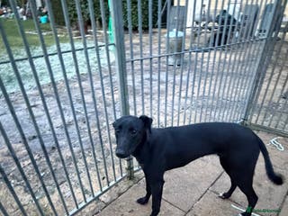 Mixed Breed dogs Whippet/ greyhound/ Bedlington/ greyhound - Advert 6