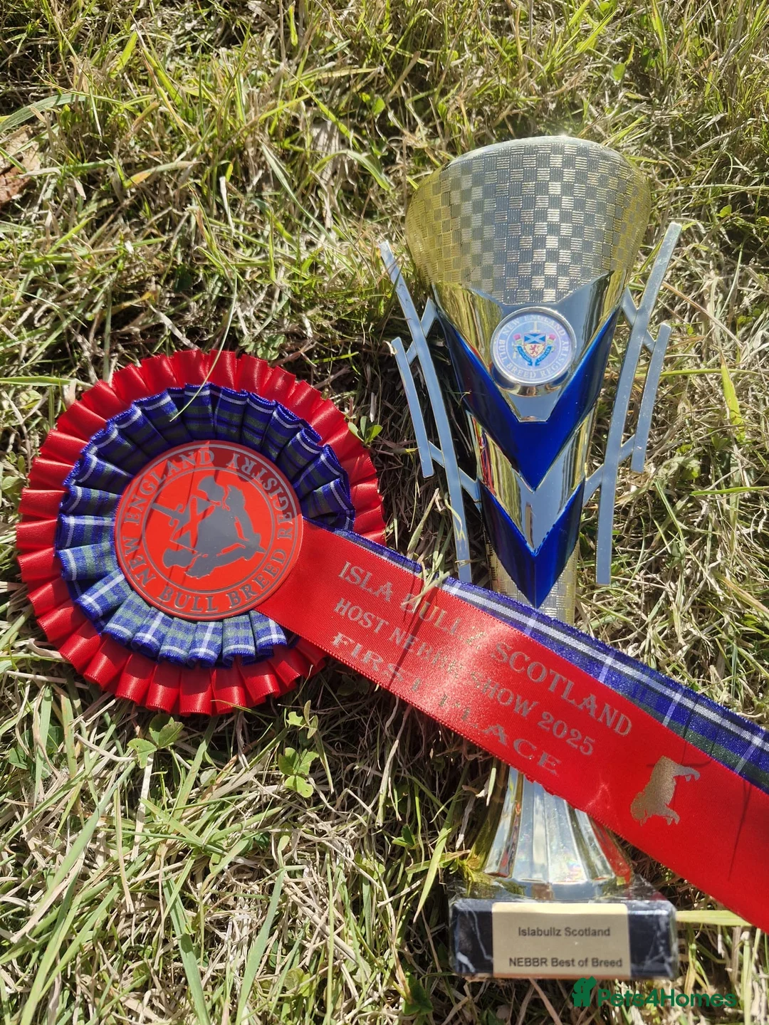 English Bulldog dogs for stud: Rio 🧡 is open for stud  - Advert 3