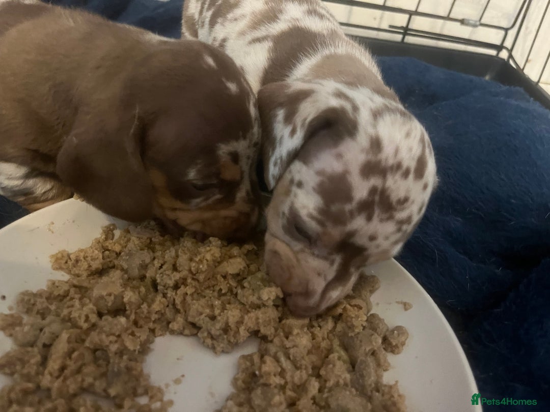 Miniature Dachshund dogs for sale: VIEW NOW 2 Beautiful chocolate dapple girls in Dudley - Image 3