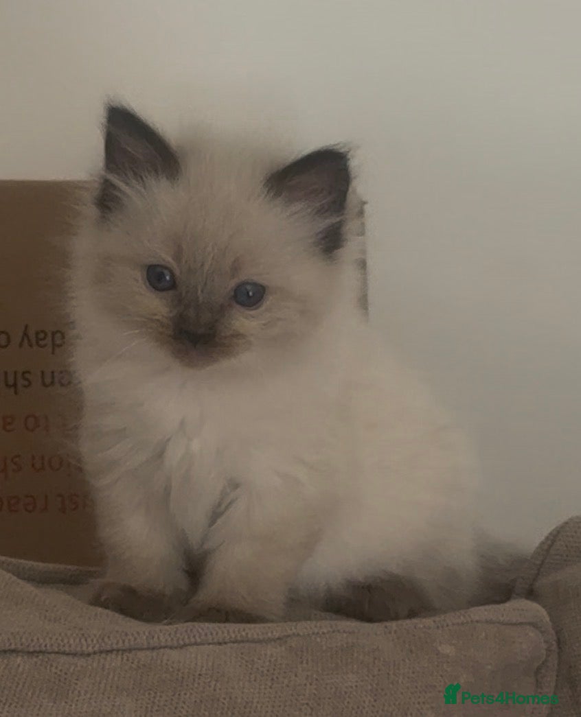 Ragdoll cats Beautiful GCCF champion ragdolls  - Advert 1