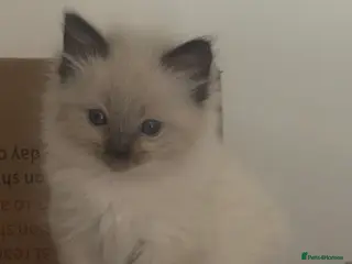 Ragdoll cats for sale: Beautiful GCCF champion ragdolls - Advert 1