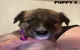 Mixed Breed dogs for sale: Puppies For Sale!  - Image 3