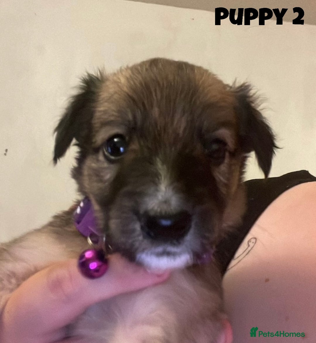 Mixed Breed dogs for sale: Puppies For Sale!  - Image 3