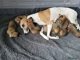 Whippet dogs - Advert 4