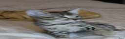 Savannah cats for sale: Stunning Davannah kittens - Advert 3