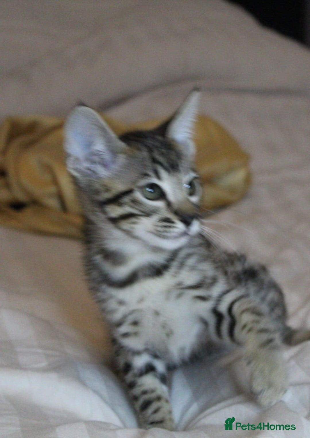 Savannah cats for sale: Stunning Davannah kittens - Advert 3