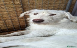 Mixed Breed dogs for adoption: BENJI - a handsome & gentle Boy  for a Loving Home - Image 40
