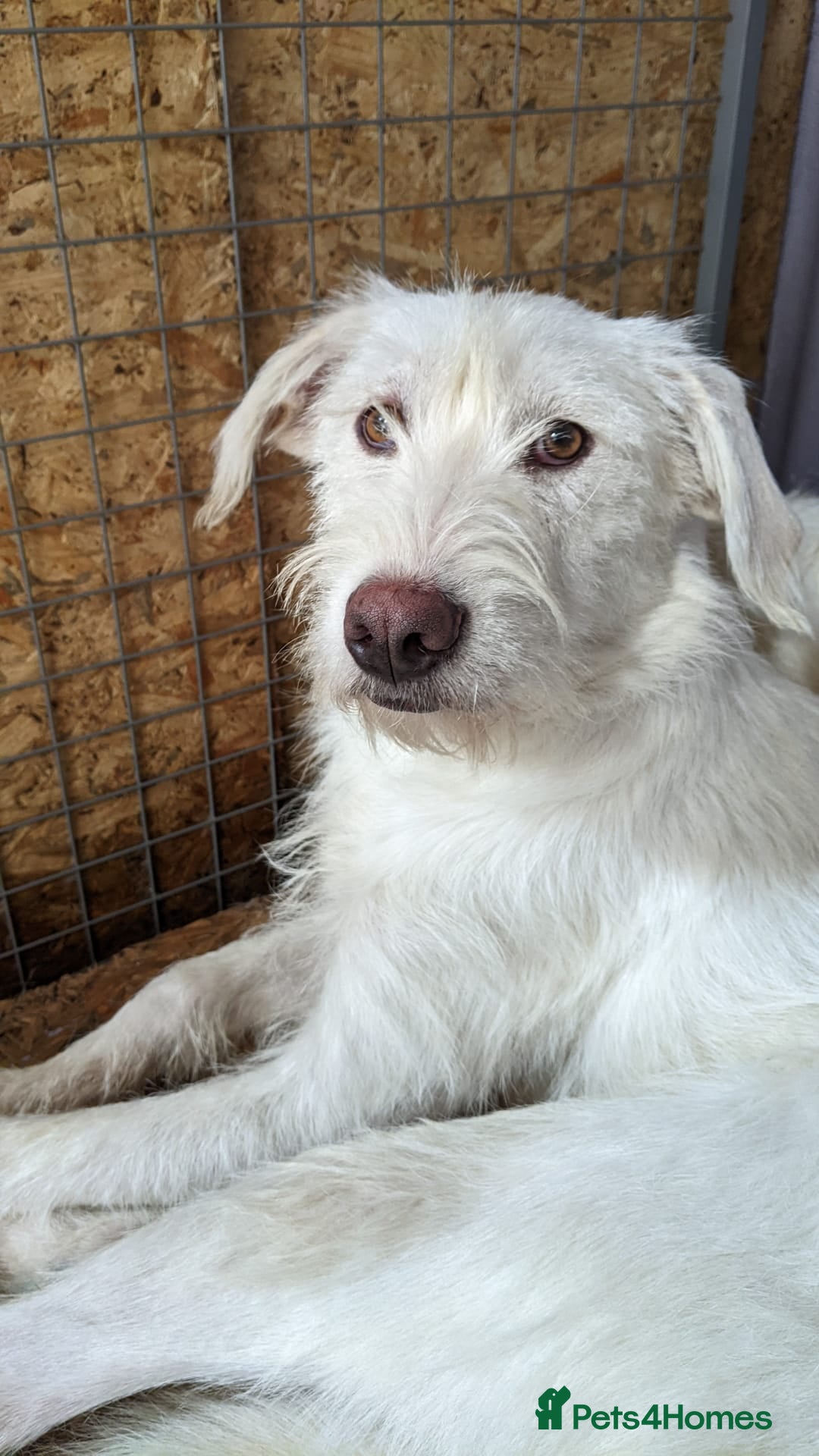 Mixed Breed dogs for adoption: BENJI - a handsome & gentle Boy  for a Loving Home - Image 40