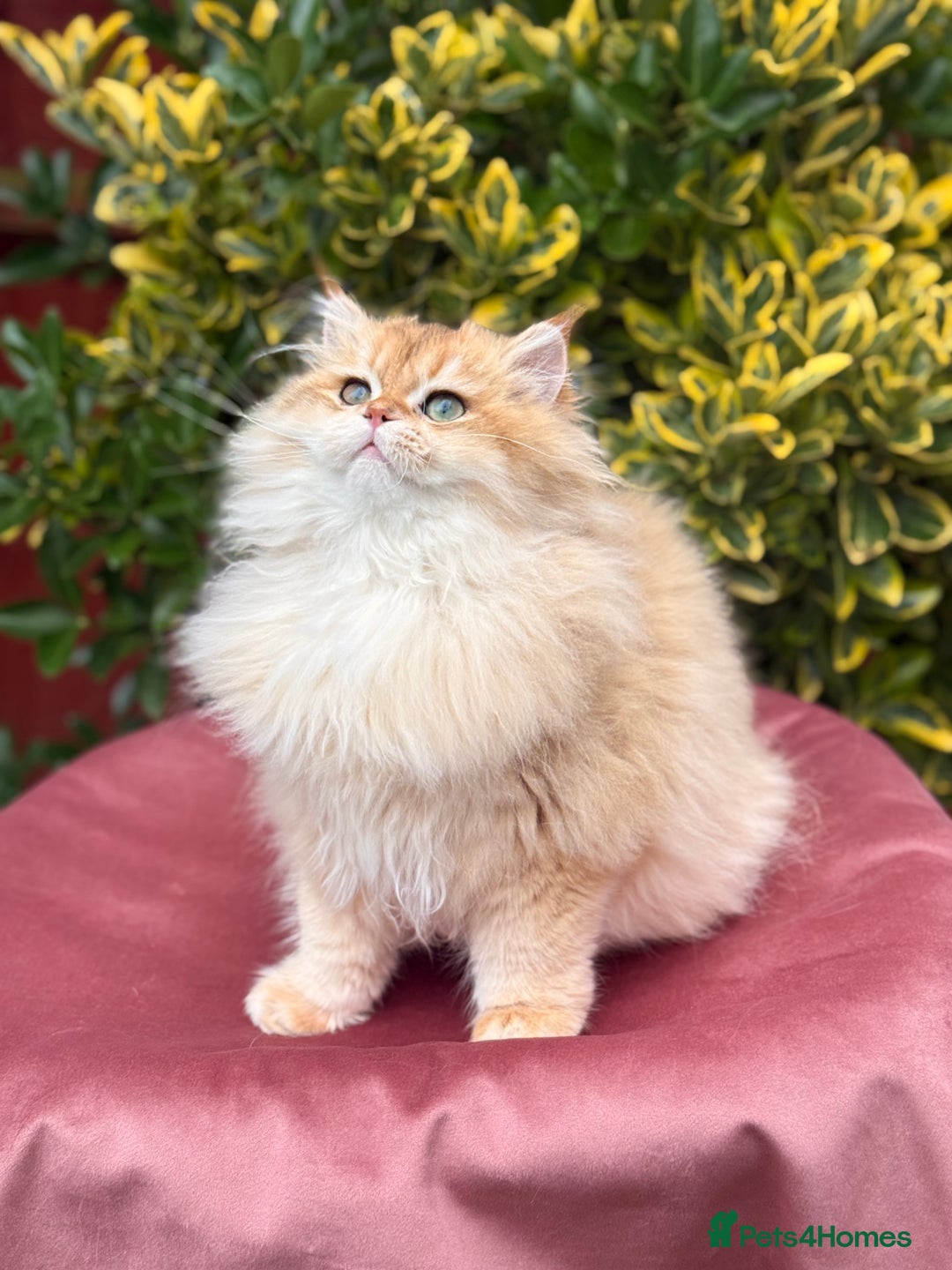 British Shorthair cats for sale: Last boy - superb pedigree and clear genetic tests - Advert 3