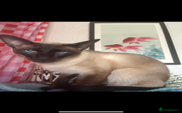 Siamese cats for stud: Beautiful wedged head Siamese boy for stud - Image 2