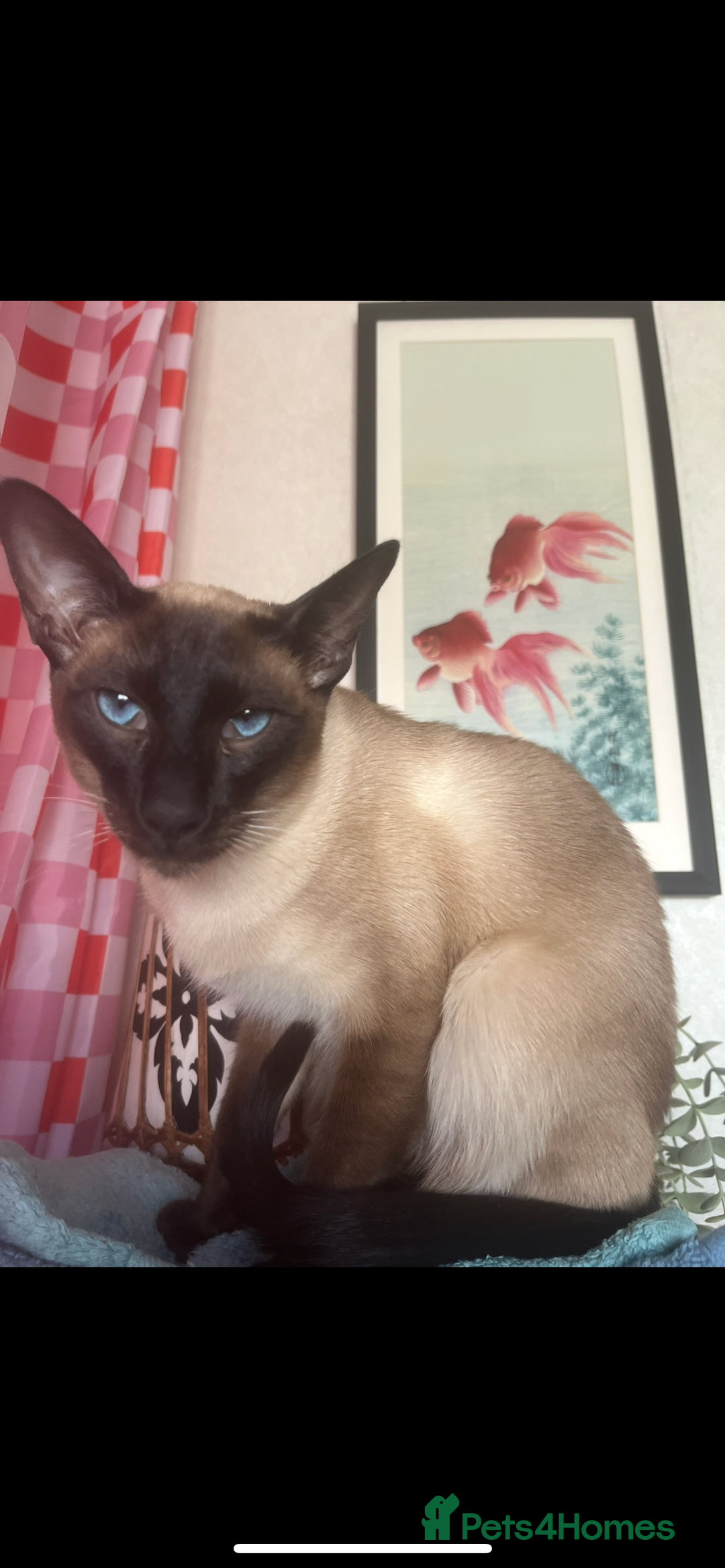 Siamese cats for stud: Beautiful wedged head Siamese boy for stud - Image 2