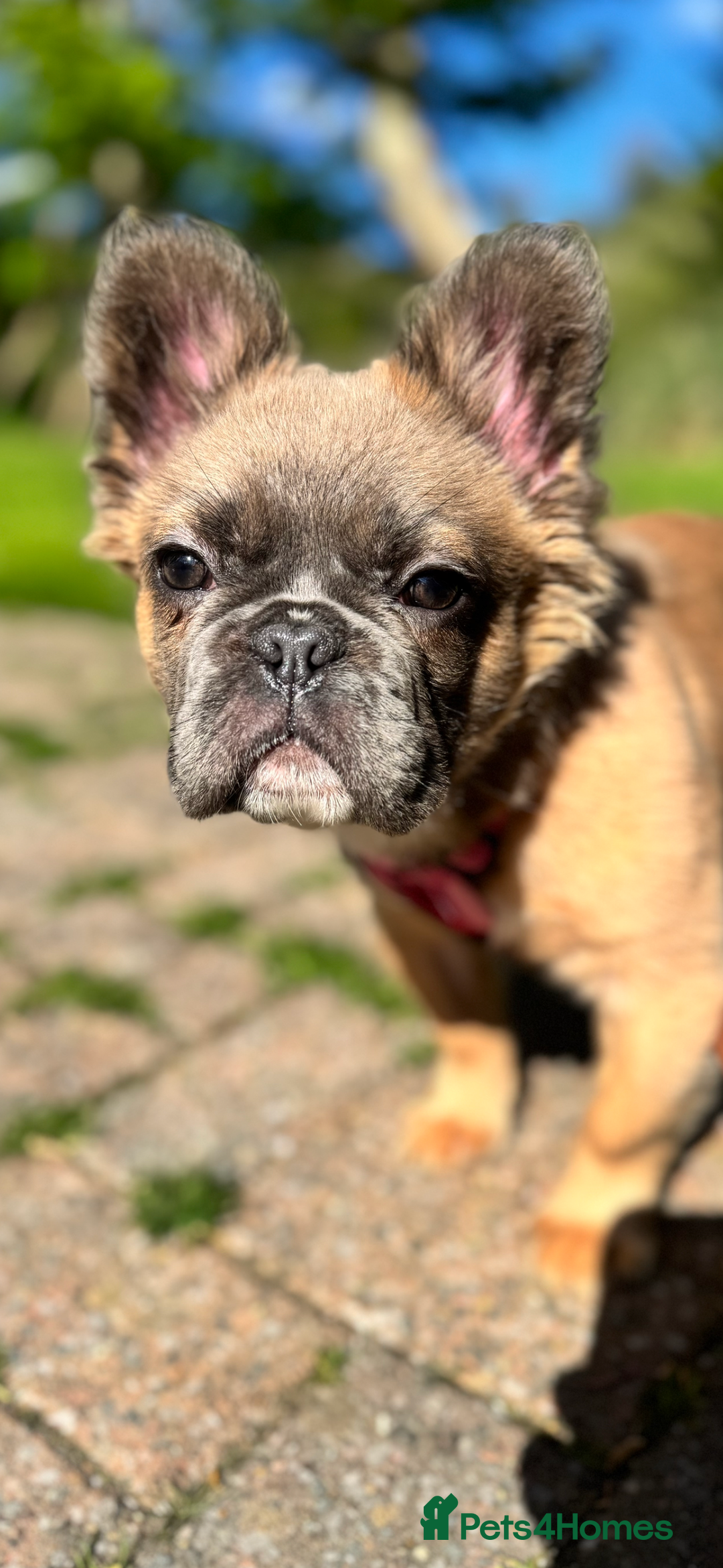 French Bulldog dogs for sale: FULL FLUFFY KC REG FRENCH BULLDOGS–MOTHER & SON  - Advert 4