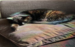 British Longhair cats for sale: Millie, free, longhaired, 9yrs old,  - Image 1