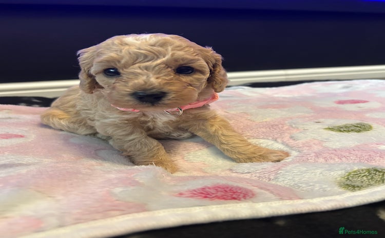 Cavapoo dogs - Advert 2
