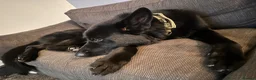 German Shepherd dogs for sale: Black, Pedigree German shepherd male - 3 years old - Advert 4