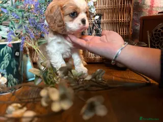 Cavalier King Charles Spaniel dogs KC PEDIGREE CAVALIER KING CHARLES - Advert 4