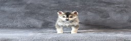 Pomsky dogs for sale: F3 blue eyes perfect husky markings Pomsky puppies - Advert 15