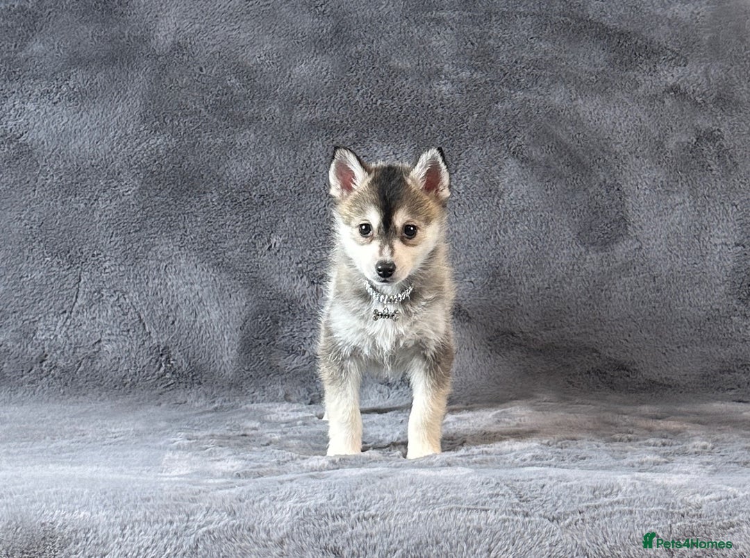 Pomsky dogs for sale: F3 blue eyes perfect husky markings Pomsky puppies - Advert 15