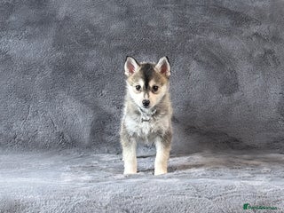 Pomsky dogs F3 wolf grey perfect husky markings male pomsky - Advert 1