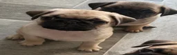 Pug dogs for sale: KC registered Pug puppies looking for new home  - Advert 1
