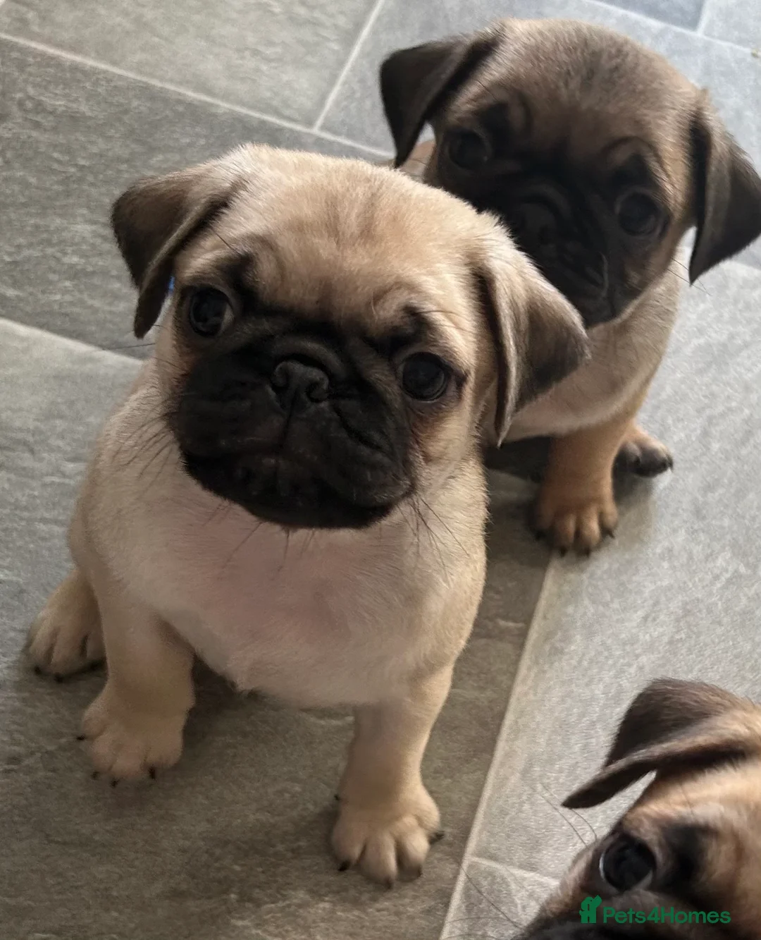 Pug dogs for sale: KC registered Pug puppies looking for new home  - Advert 1