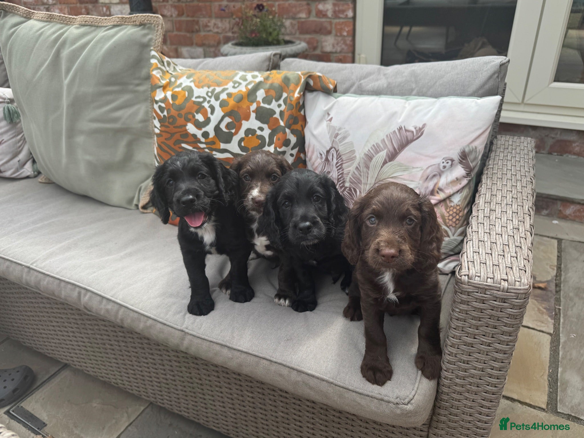 Cocker Spaniel dogs Excellent Litter of KC reg Working Cocker Spaniels - Advert 18