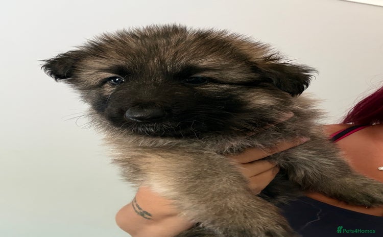 German Shepherd dogs - Advert 5
