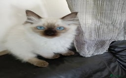 Ragdoll cats for sale: GCCF registered seal and chocolate ragdoll kittens - Image 27