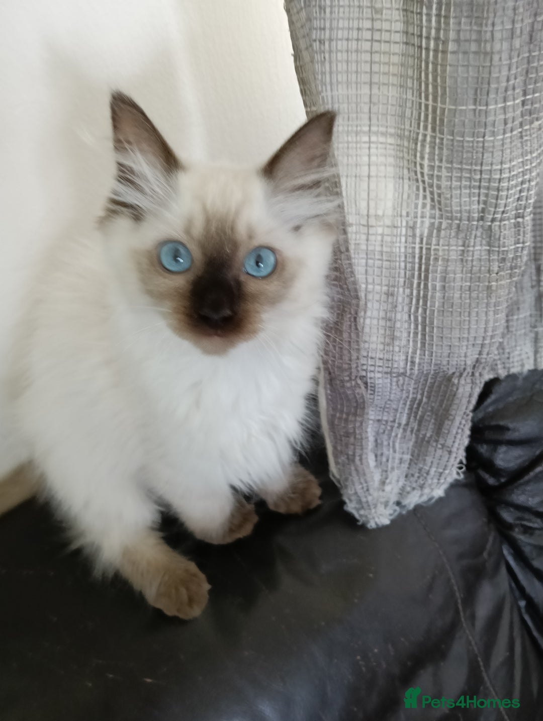 Ragdoll cats for sale: GCCF registered seal and chocolate ragdoll kittens - Image 27