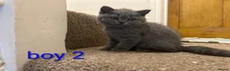 Scottish Fold cats for sale: Scottish fold Kittens  - Advert 2