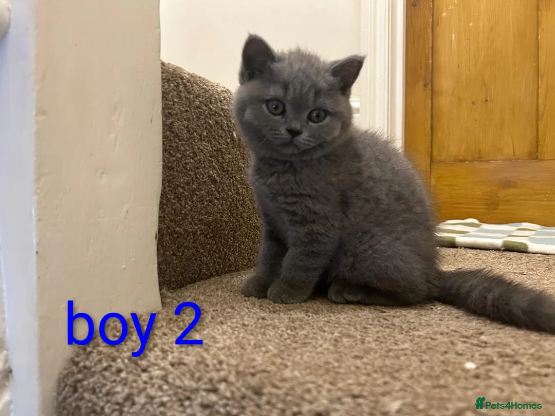 Scottish Fold cats for sale: Scottish fold Kittens  - Advert 2