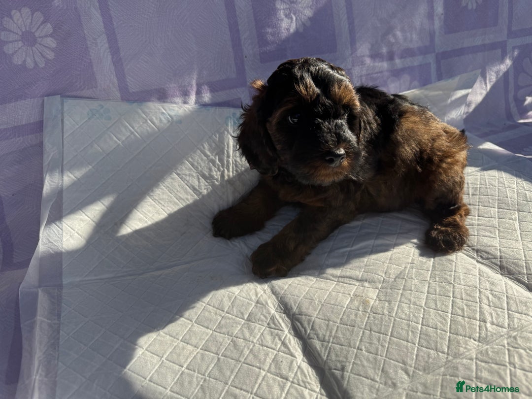 Cockapoo dogs for sale: Gorgeous Cockerpoo F1b - Image 18