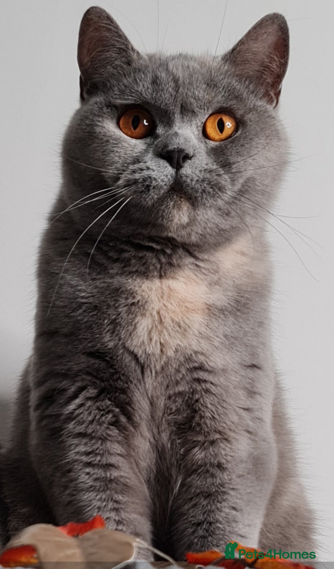 British Shorthair cats RETIRED QUEEN BSH BLUE CREAM TORTIE GCCF REG  - Advert 6