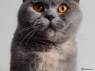 British Shorthair cats RETIRED QUEEN BSH BLUE CREAM TORTIE GCCF REG - Advert 1