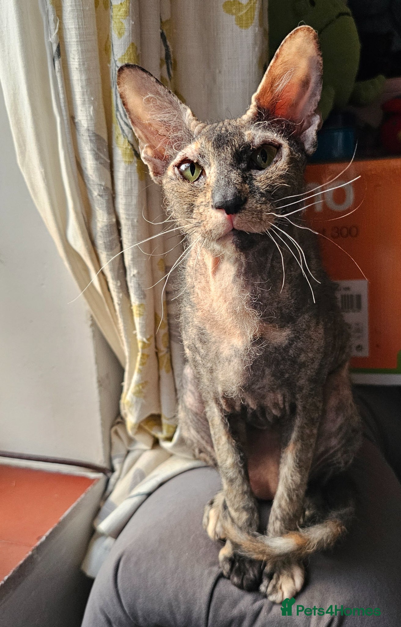 Sphynx cats for sale: Sphynx x Siamese young cat - Advert 6