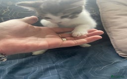 British Shorthair cats for sale: 3 beautiful kittens availble as of the 25th  - Advert 6