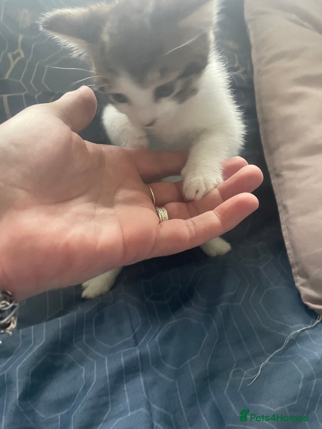 British Shorthair cats for sale: 3 beautiful kittens availble as of the 25th  - Advert 6