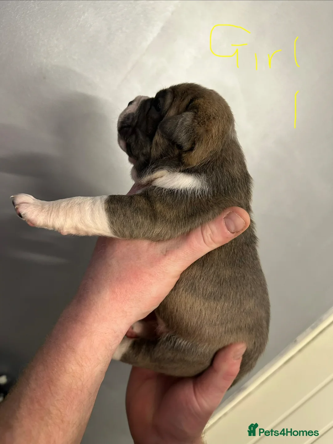 Old Tyme Bulldog dogs for sale: Stunning performance Old Tyme Bulldog Puppies  - Advert 2