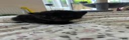 Mixed Breed cats for sale: Gorgeous kittens in Malvern in Malvern - Advert 7