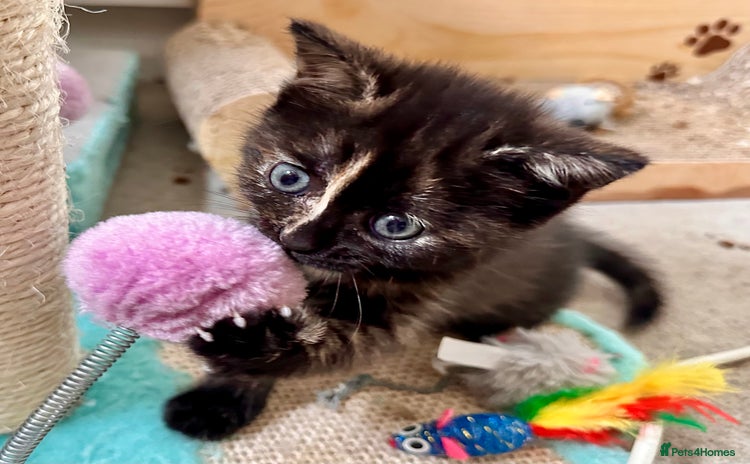 Mixed Breed cats - Advert 2