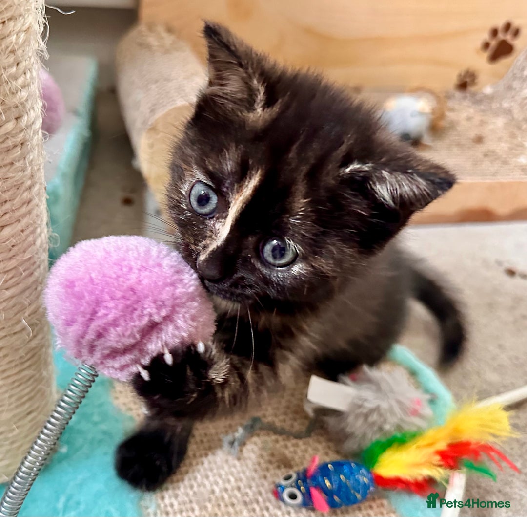 Mixed Breed cats for sale: Amiable bengal mix tabby kittens - Image 21