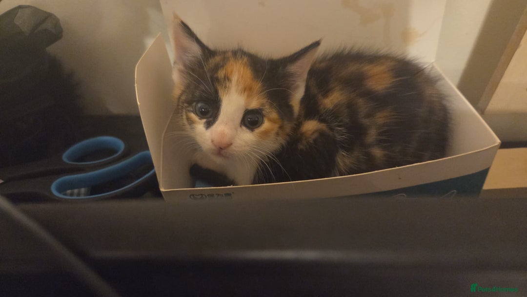 Mixed Breed cats for sale: Kittens  - Advert 15