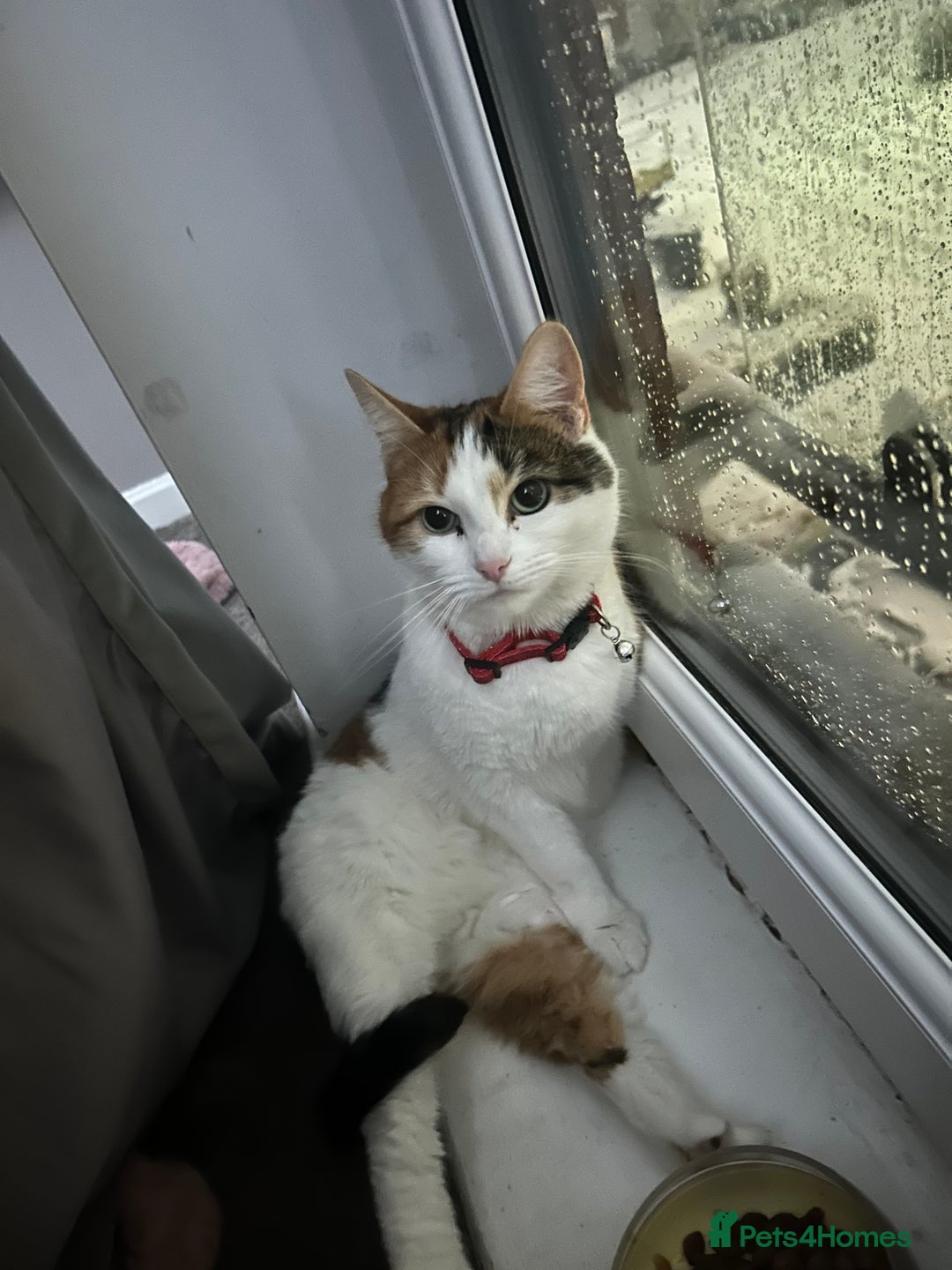 Mixed Breed cats for sale: Lilly the calico cat - Advert 1