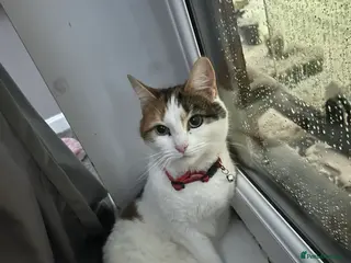 Mixed Breed cats Lilly the calico cat - Advert 20