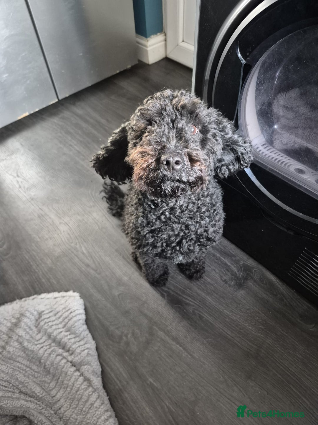 Cockapoo dogs for sale: Adorable cockapoo puppies - Advert 1